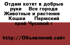 Отдам котят в добрые руки. - Все города Животные и растения » Кошки   . Пермский край,Чусовой г.